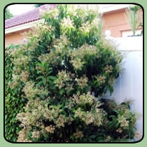Marlberry