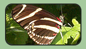 Butterfly Gardening Links